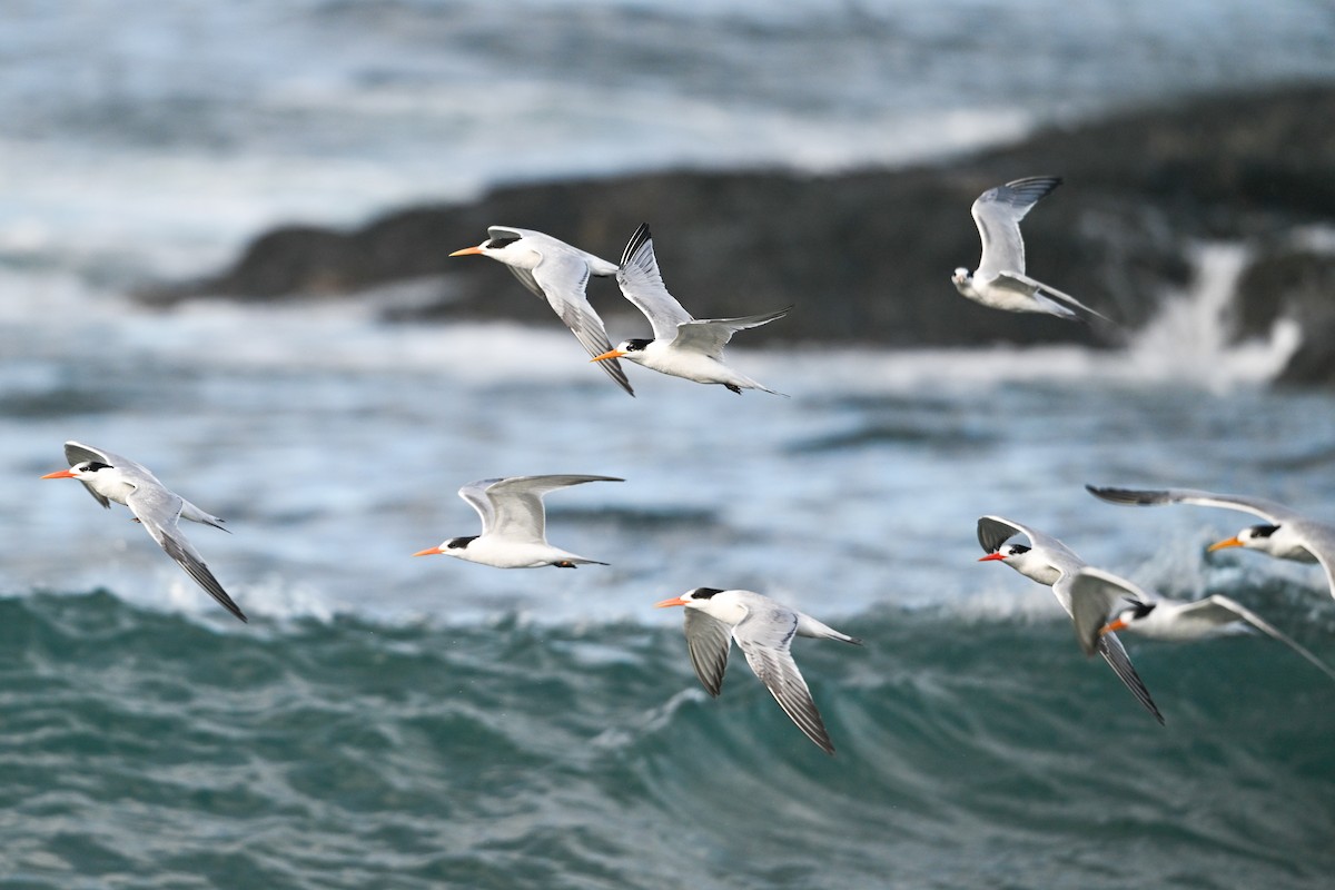 Elegant Tern - ML645895387