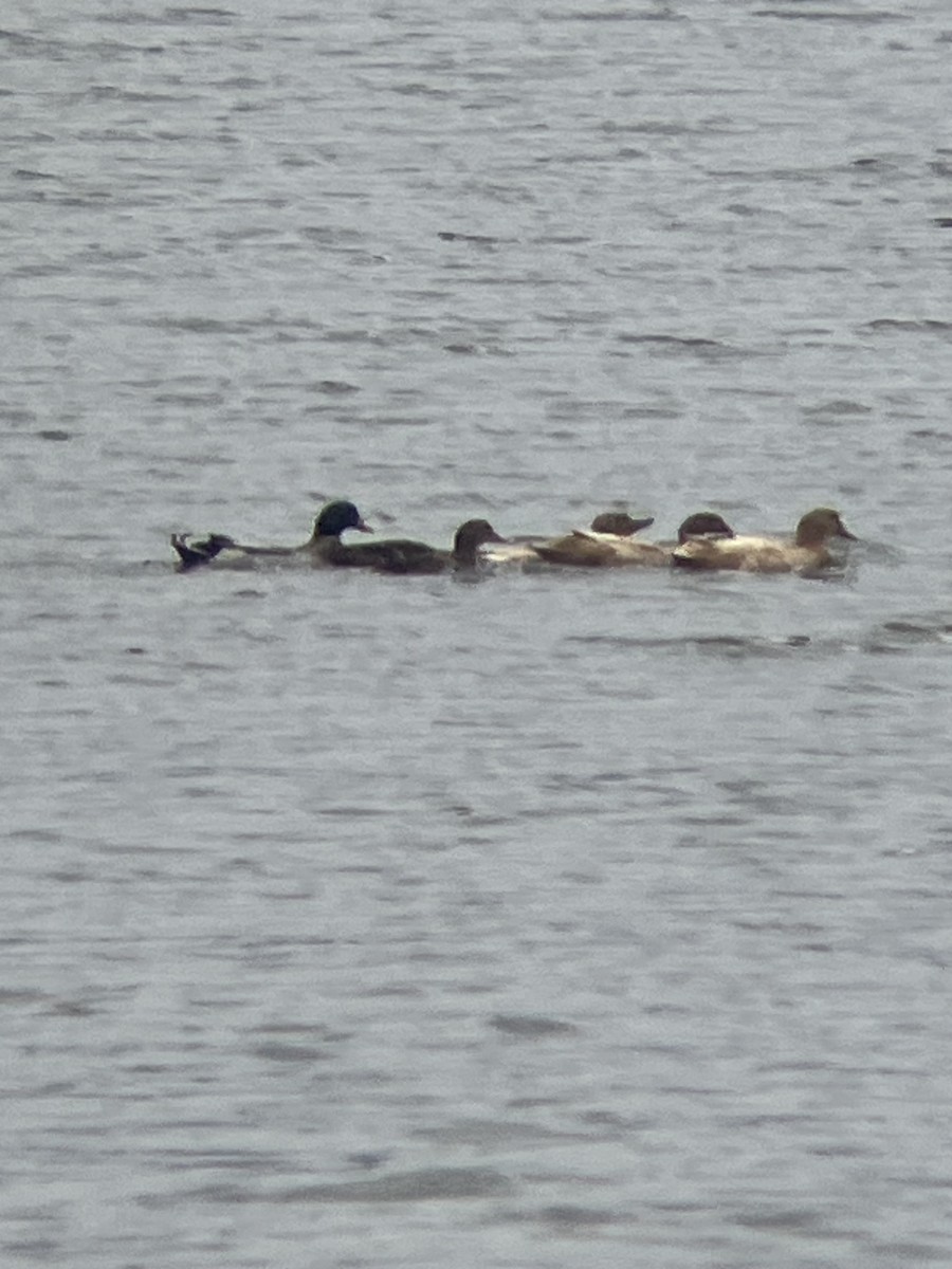 Кряква - ML645895388