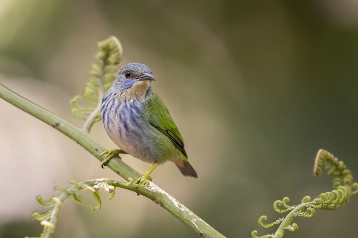 Желтоногий саи - ML645895389