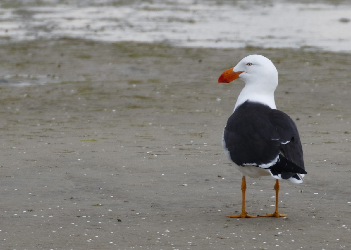 Большеклювая чайка - ML645895390