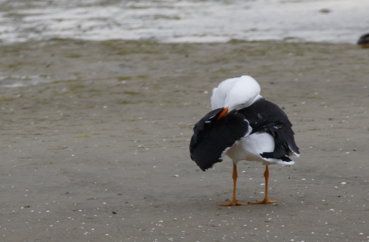 Большеклювая чайка - ML645895391