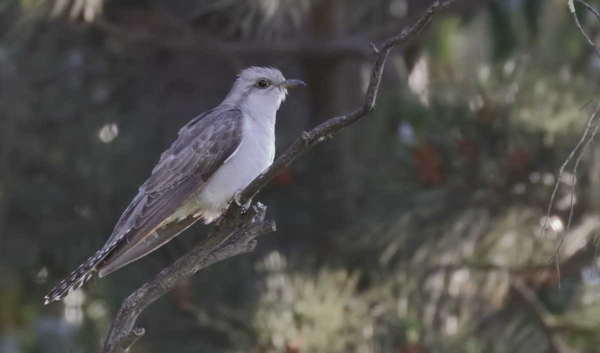 Бледная кукушка - ML645895392