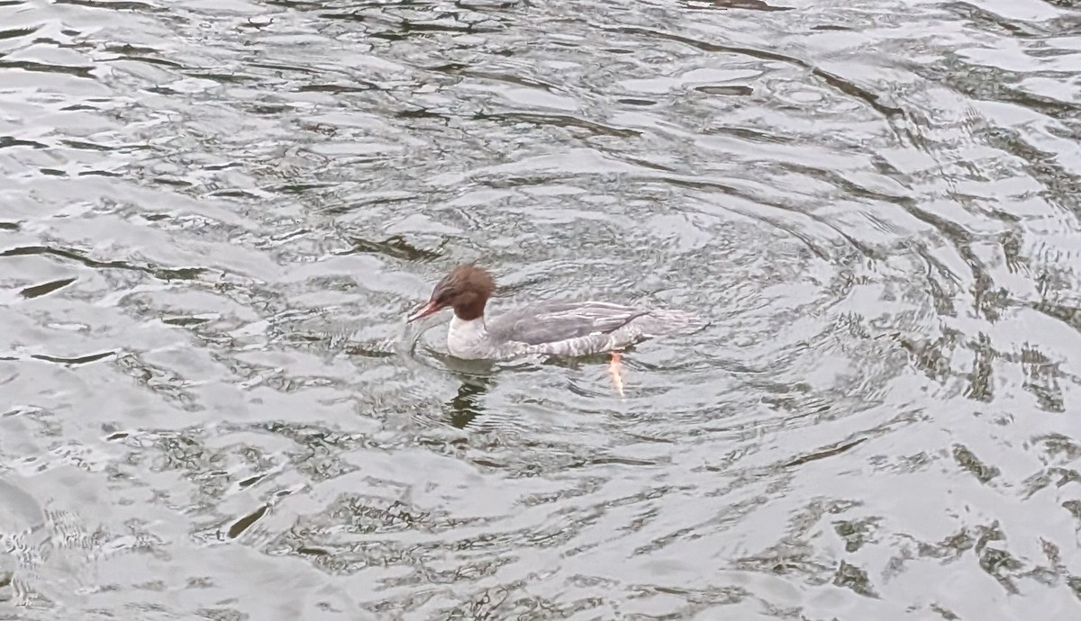 Большой крохаль - ML645895393