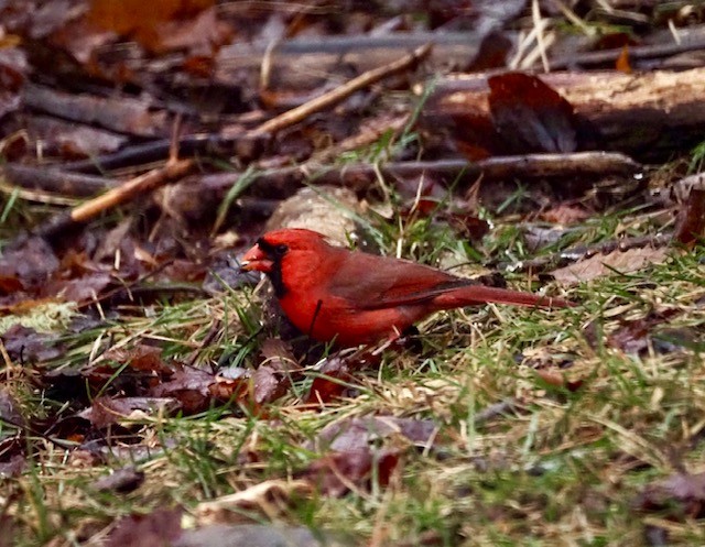 Красный кардинал - ML645895394