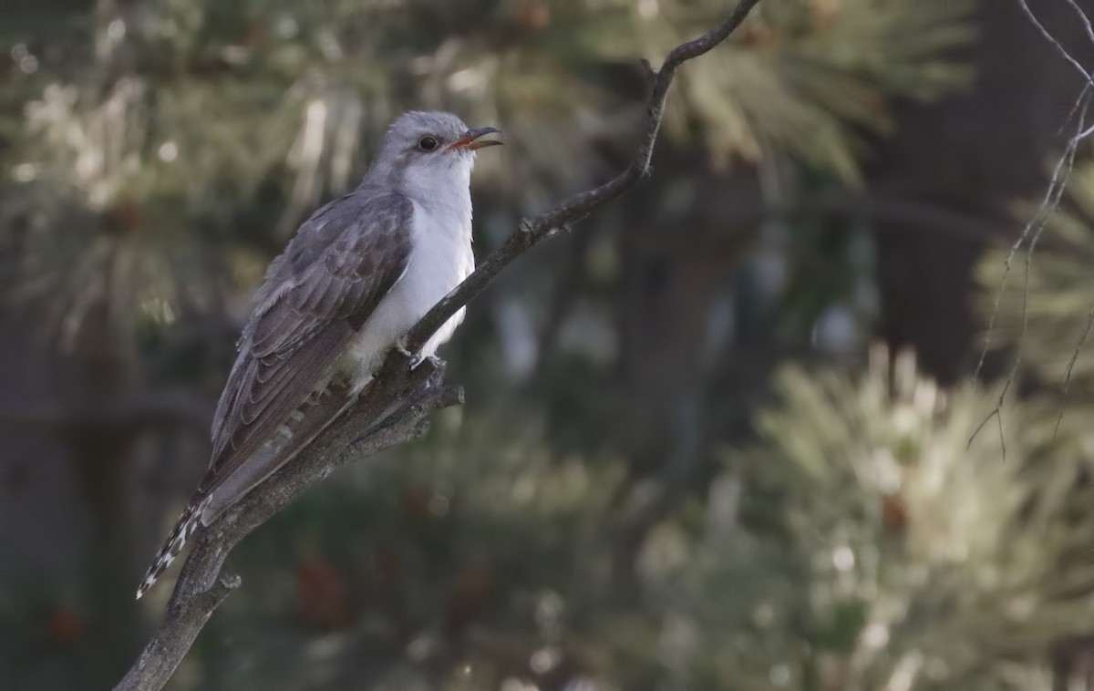 Бледная кукушка - ML645895396