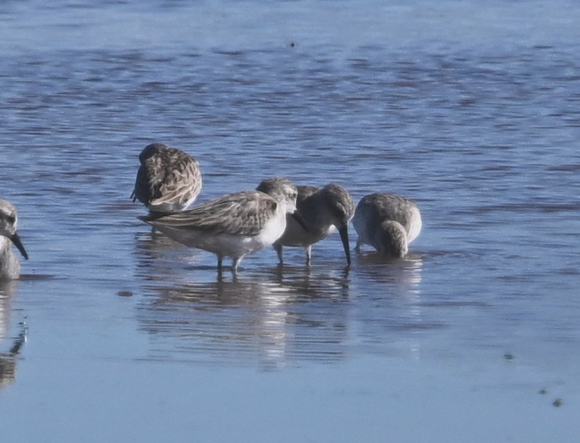 Малый песочник - ML645895397