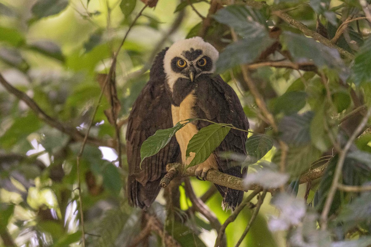 Очковая неясыть - ML645895398