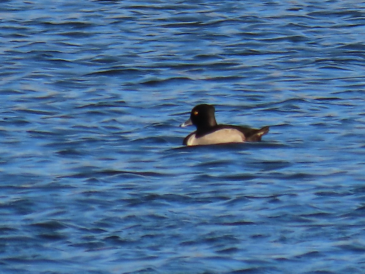 Ring-necked Duck - ML645895399