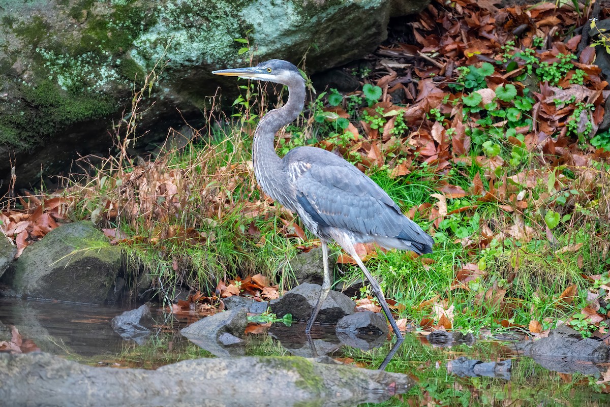 Большая голубая цапля - ML645895400