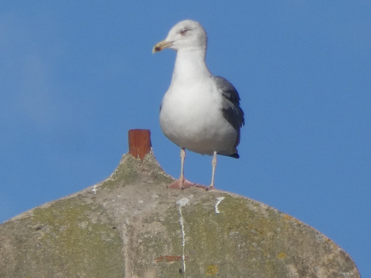 Серебристая чайка - ML645895401