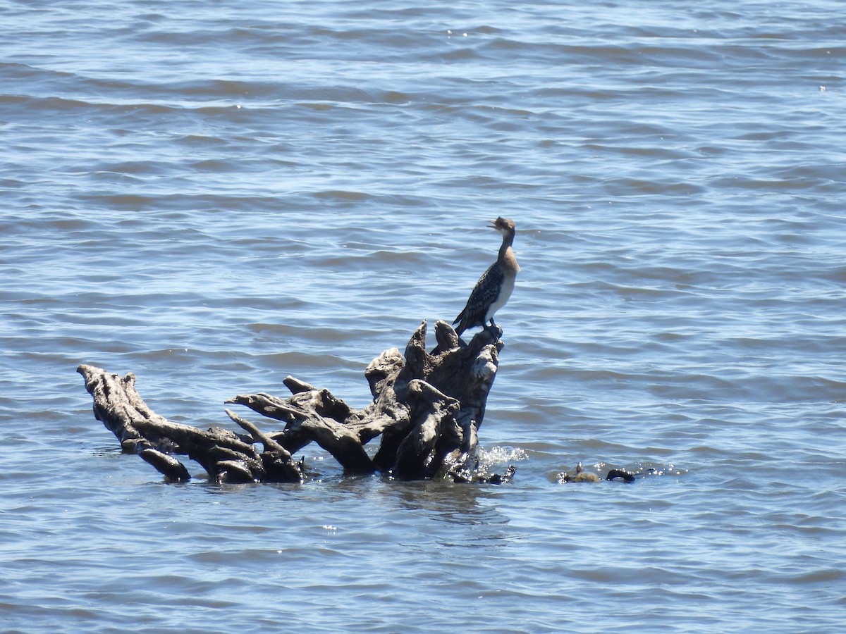 Камышовый баклан - ML645895402