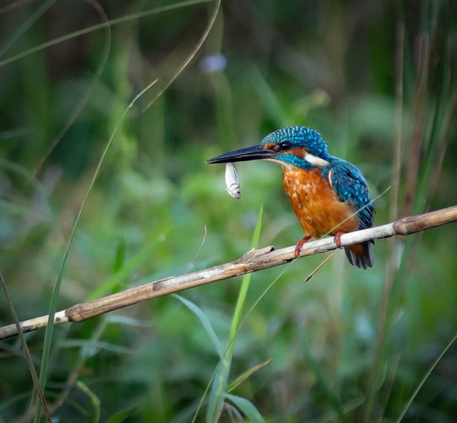 Зимородок - ML645895403