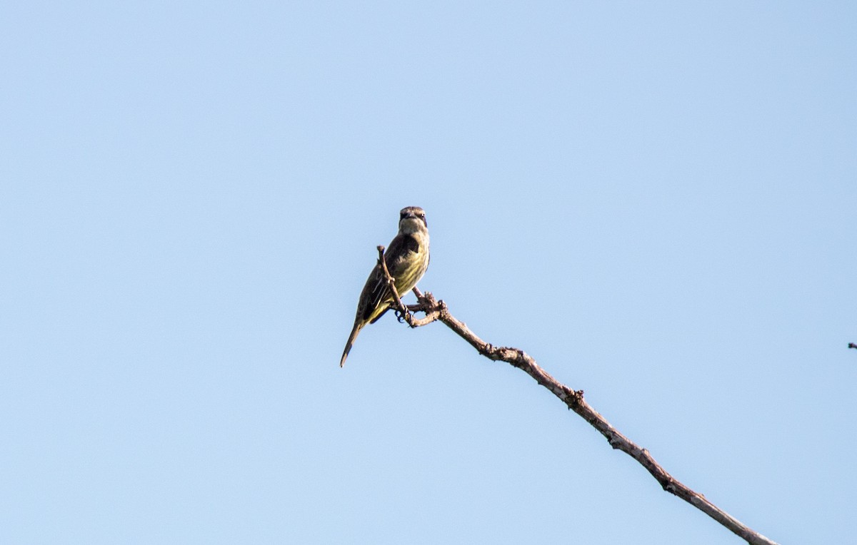 Тиранн-разбойник - ML645895405