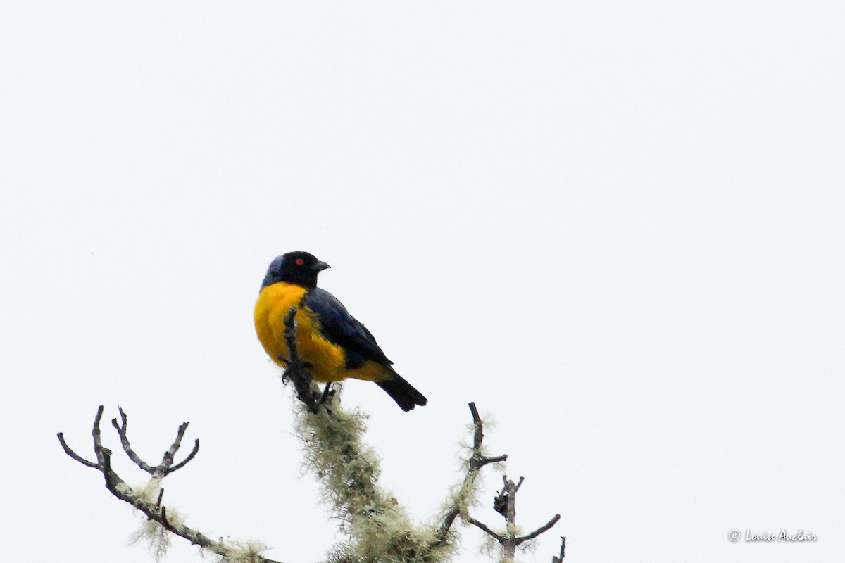 Горная танагра - ML645895412