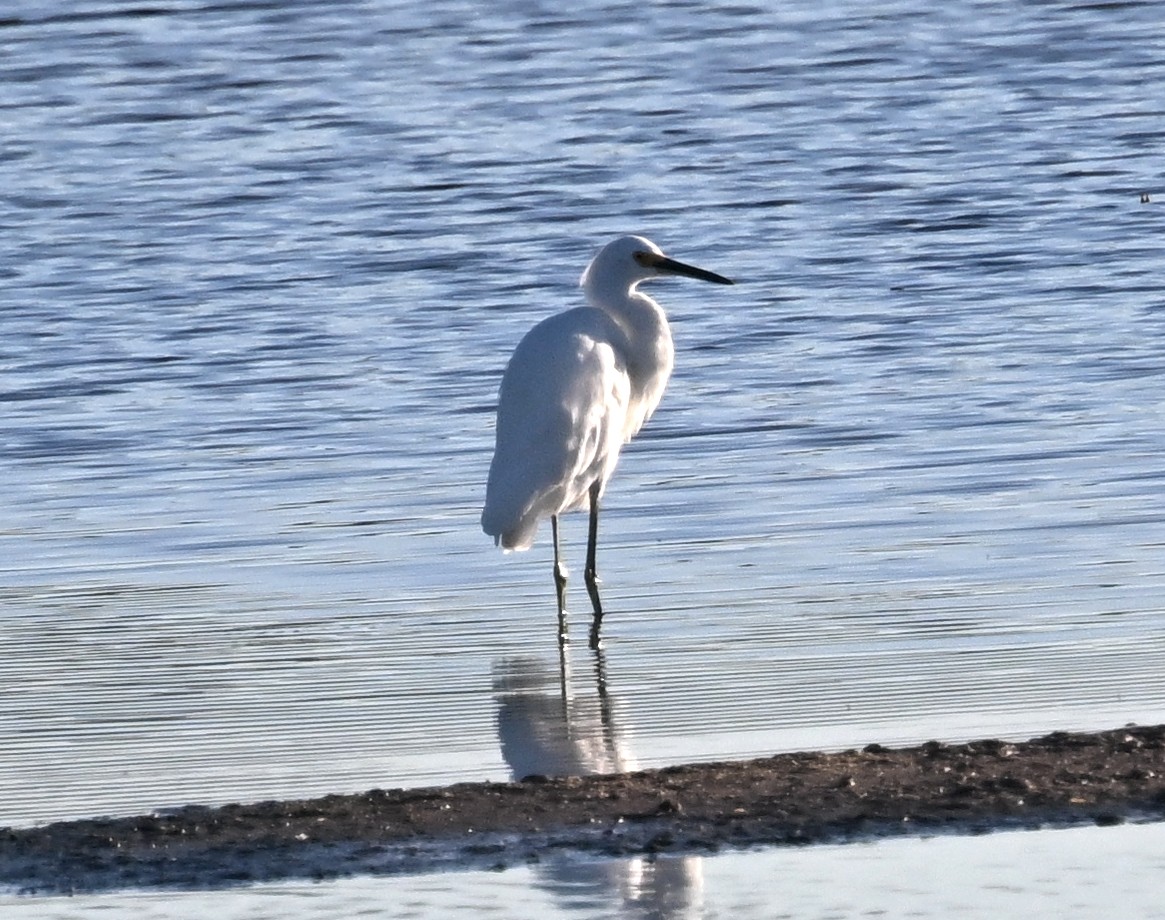 Снежная цапля - ML645895413