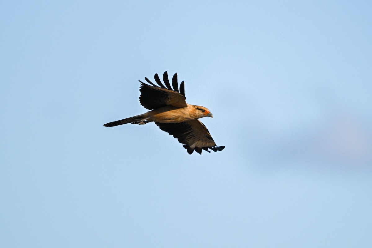 Yellow-headed Caracara - ML645895417