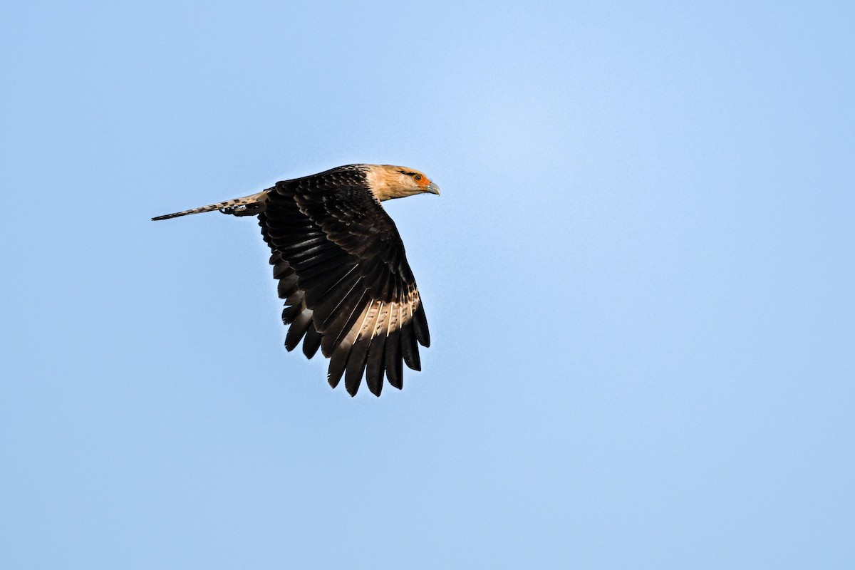 Yellow-headed Caracara - ML645895421