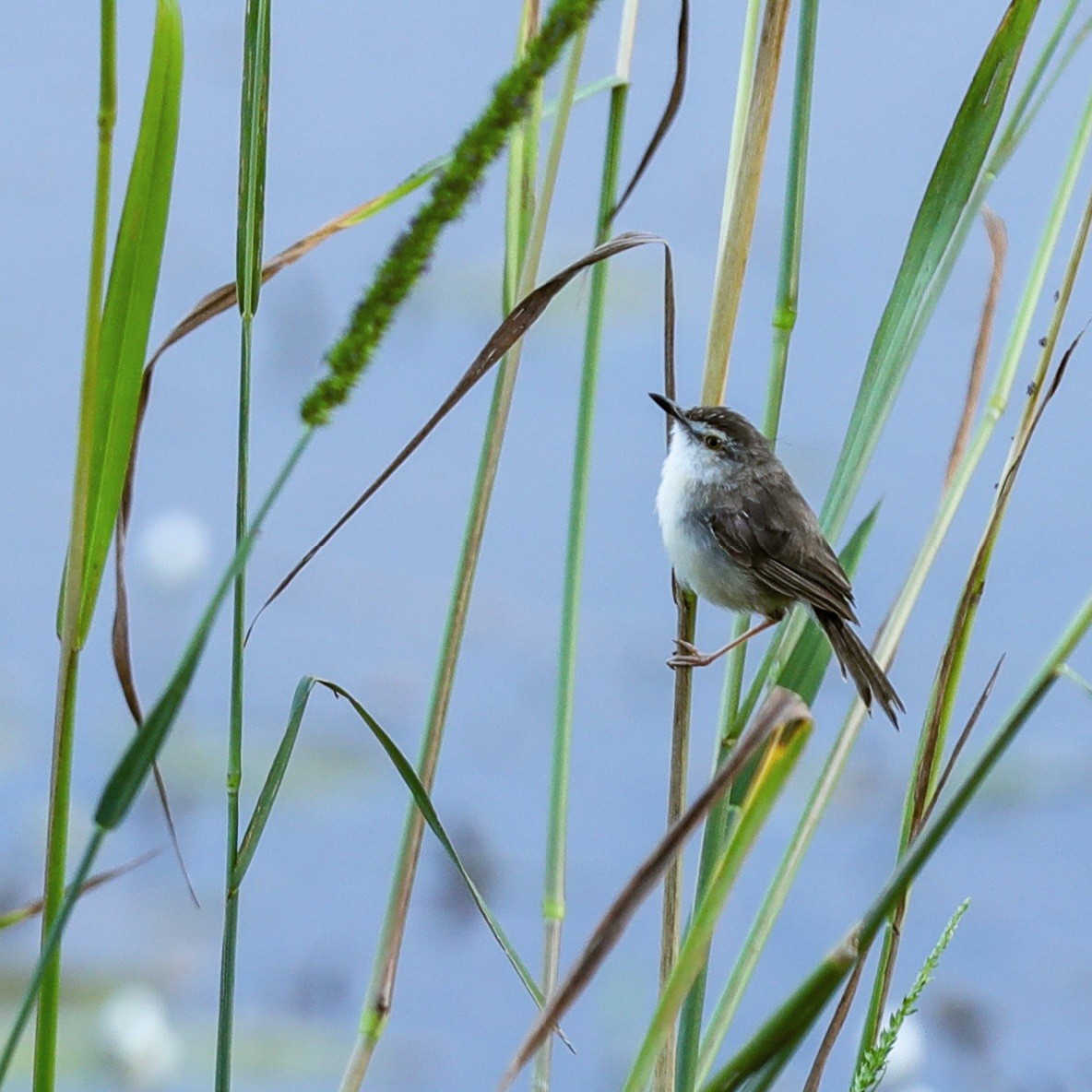 Plain Prinia - ML645895425