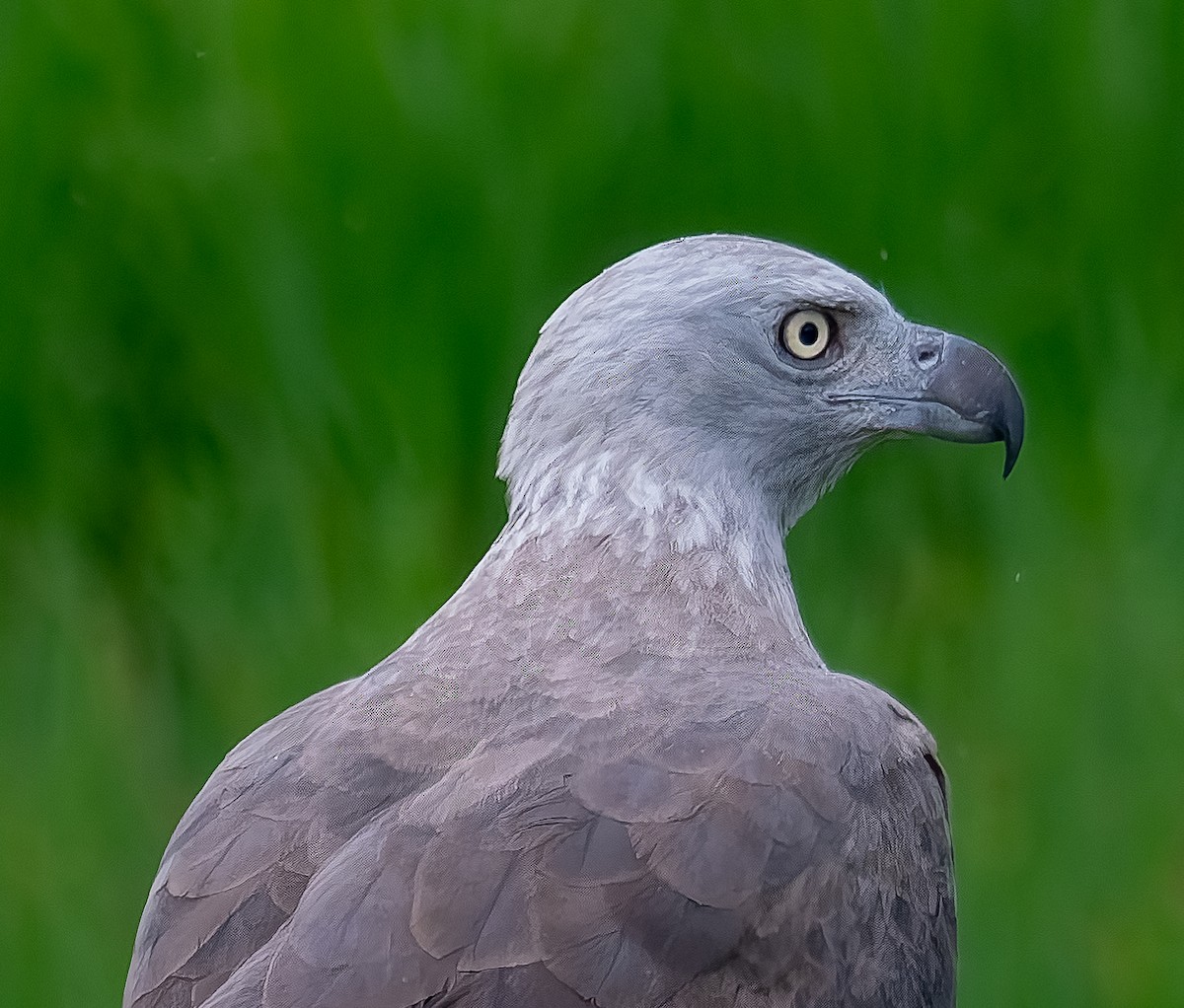 Gray-headed Fish-Eagle - ML645895428