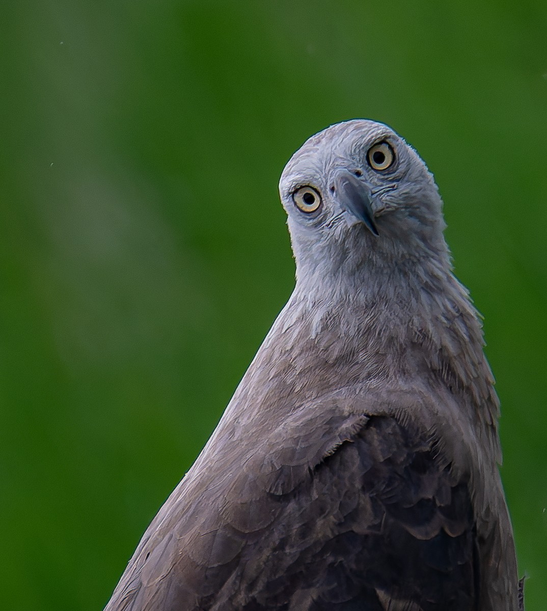 Gray-headed Fish-Eagle - ML645895429