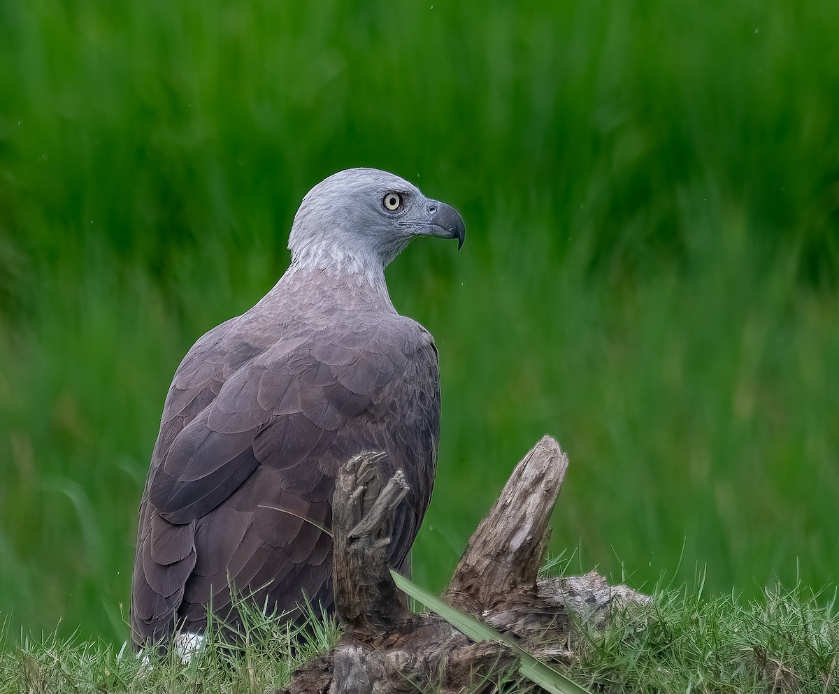 Gray-headed Fish-Eagle - ML645895430