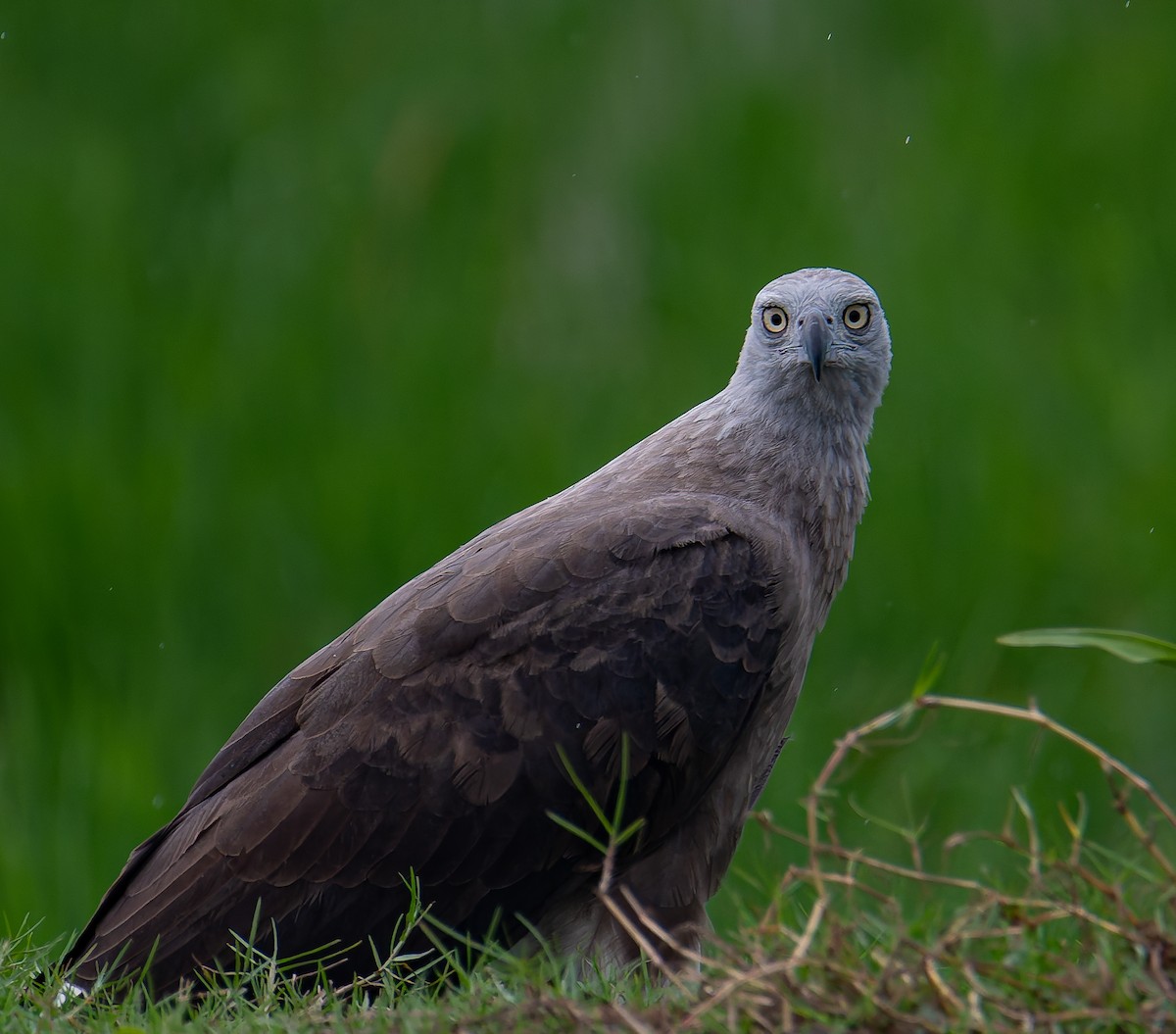 Gray-headed Fish-Eagle - ML645895435