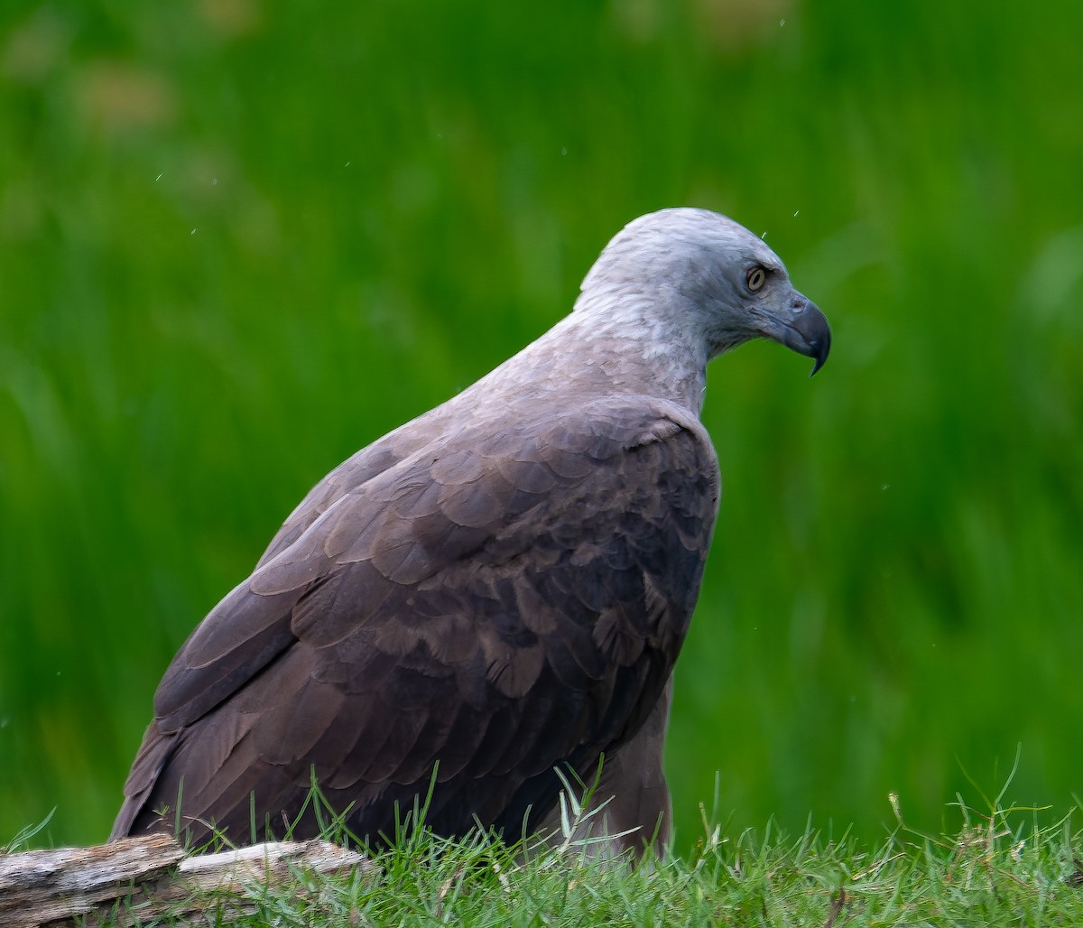 Gray-headed Fish-Eagle - ML645895437