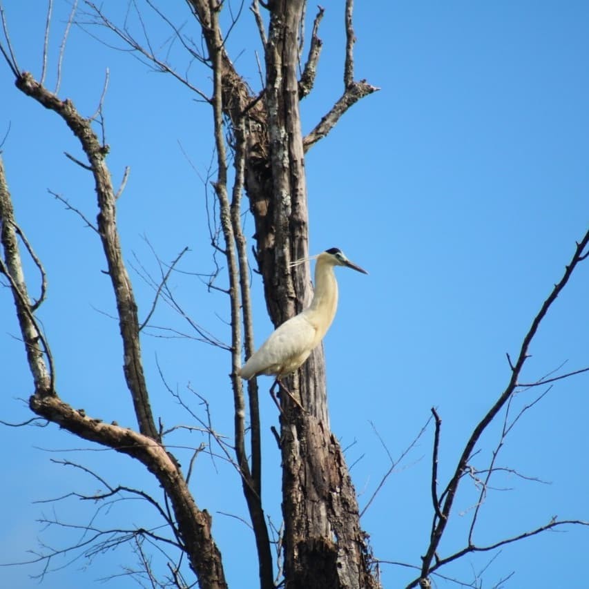 volavka černohlavá - ML645895442