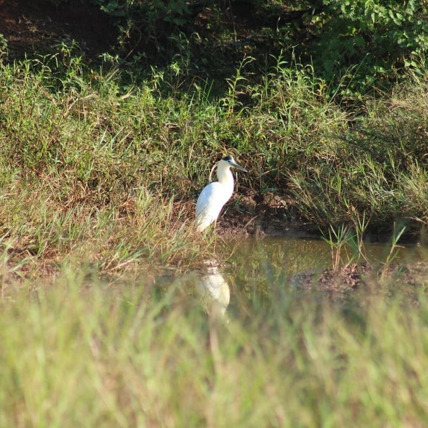 volavka černohlavá - ML645895443