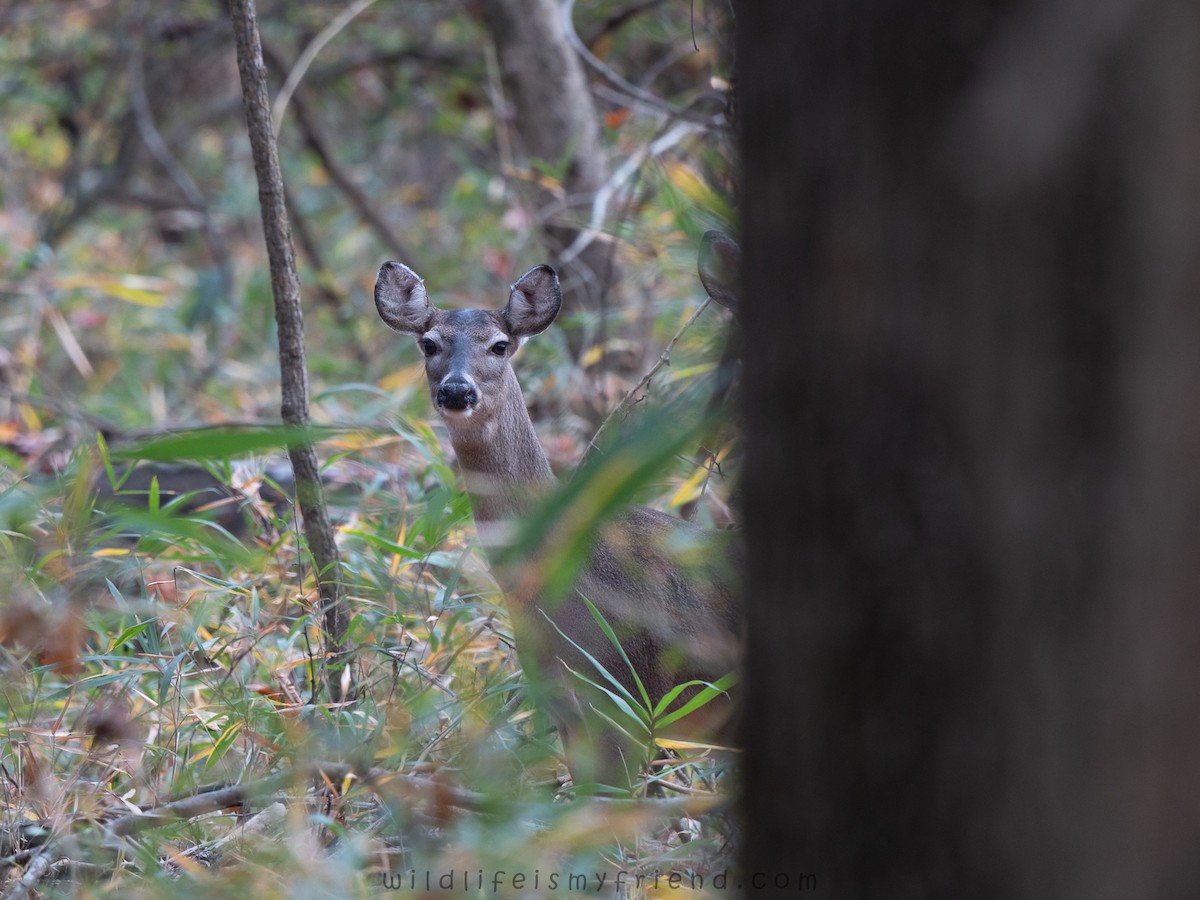 White-tailed Deer - ML645895449