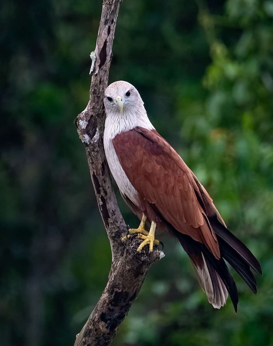 Brahminy Kite - ML645895452