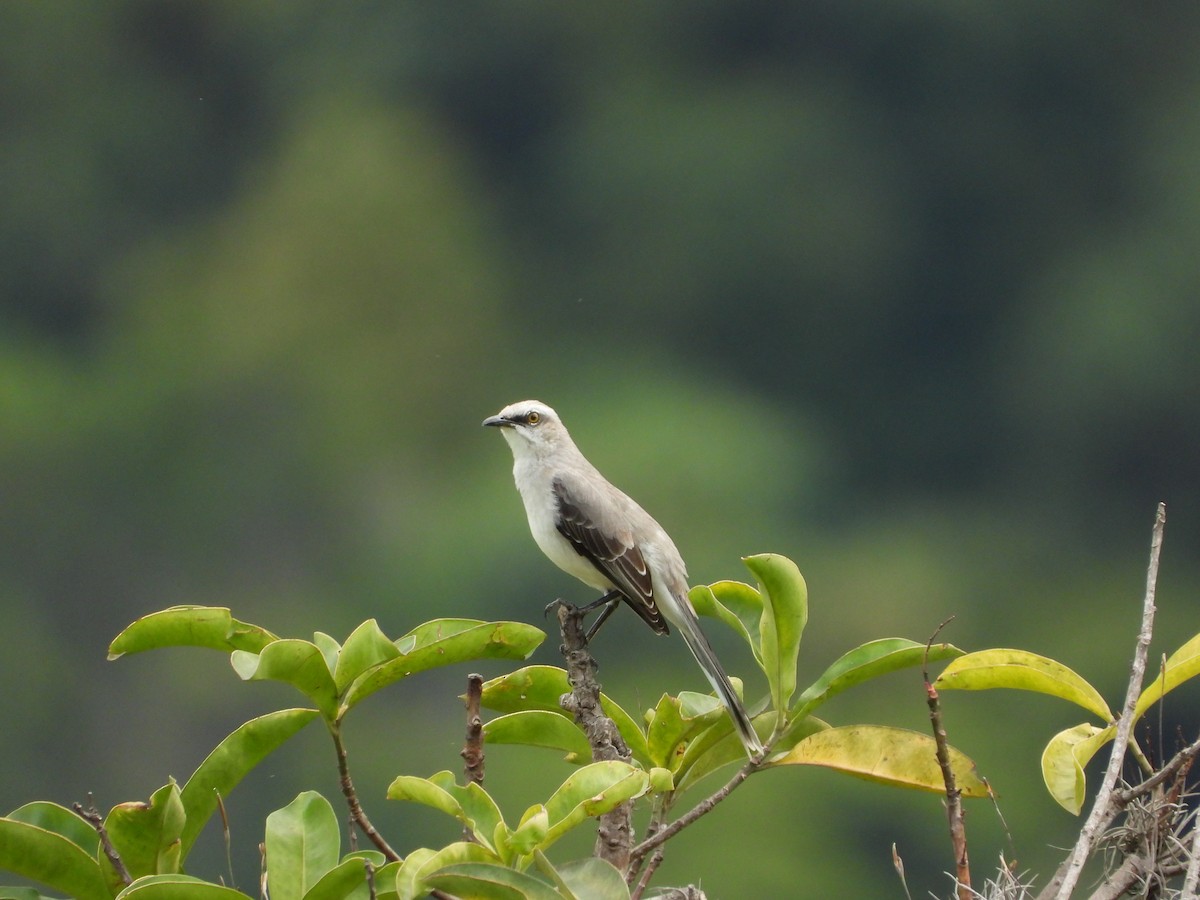 Tropical Mockingbird - ML645895453