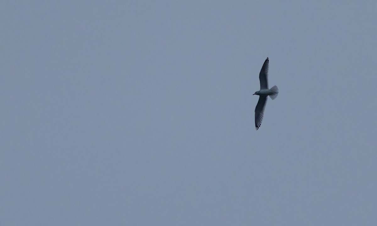 Мартиновий sp. - ML645895454