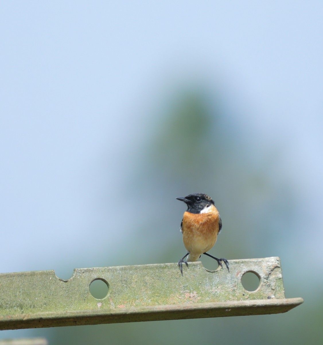 Siberian Stonechat - ML645895458