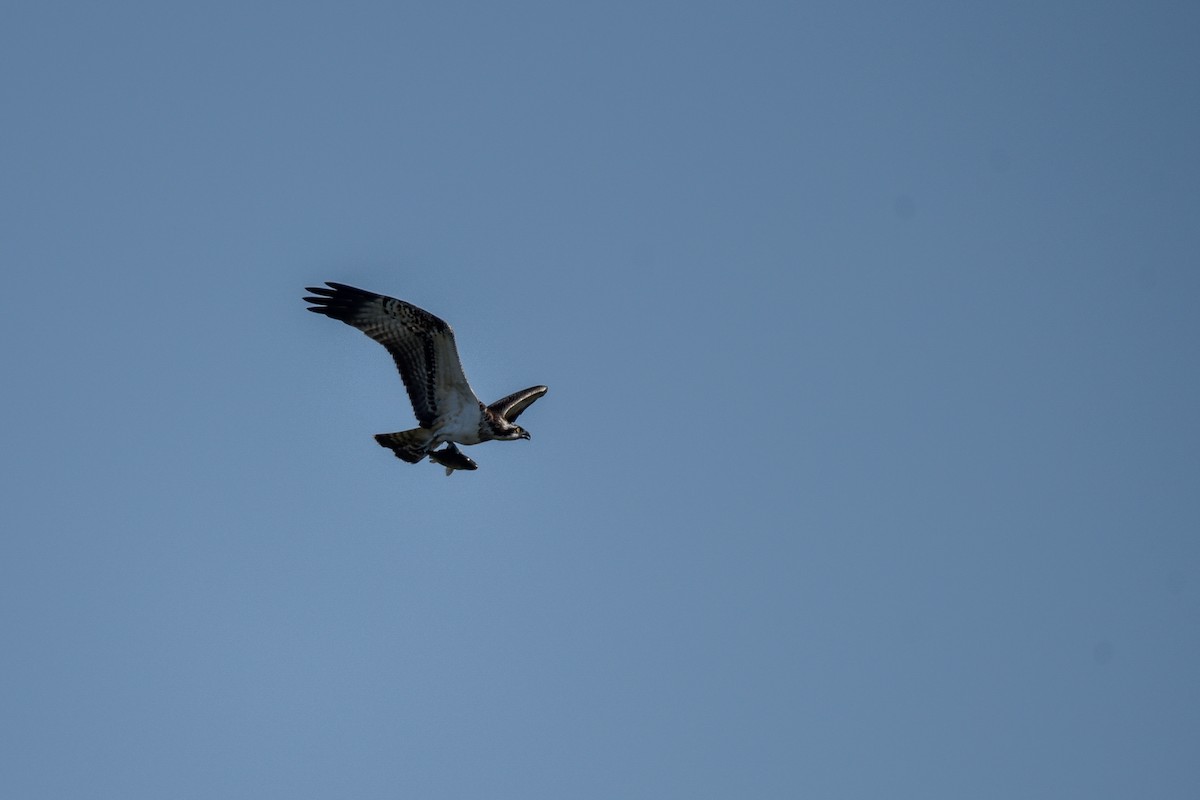 Osprey - ML645895460