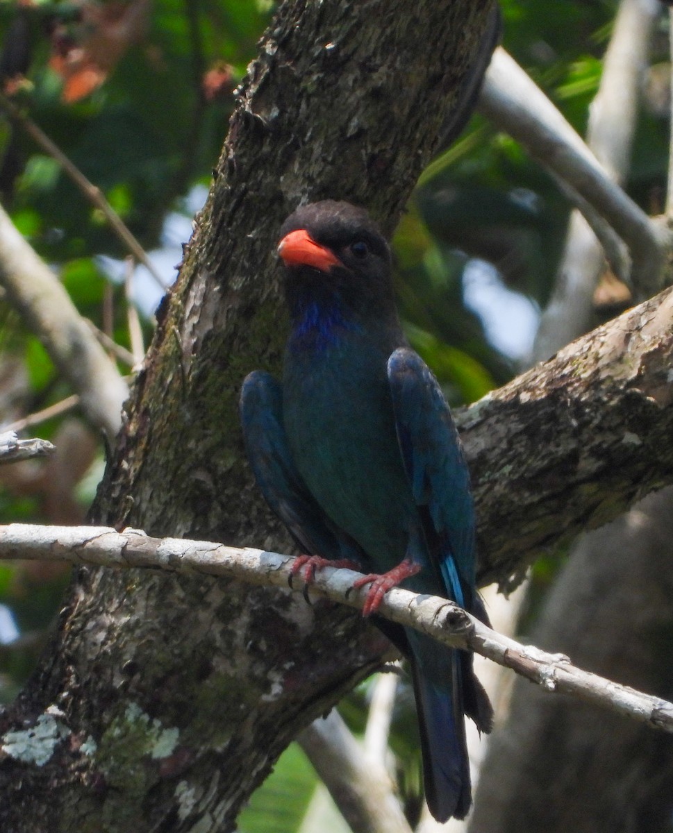 Dollarbird - ML645895461