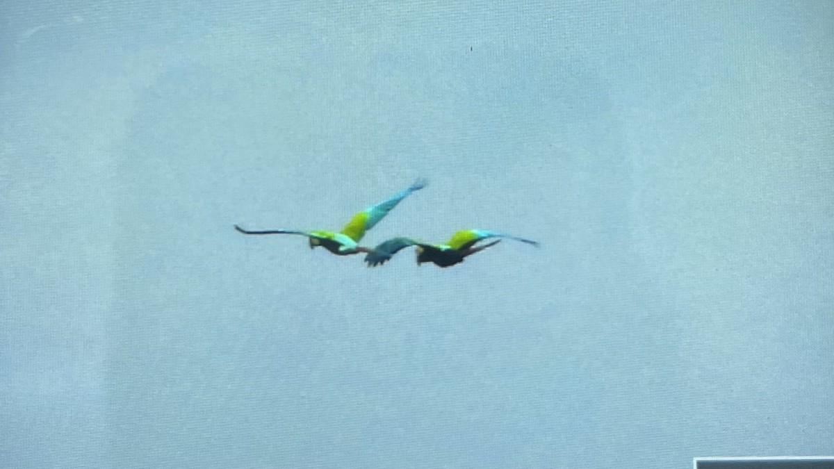 Great Green Macaw - ML645895462