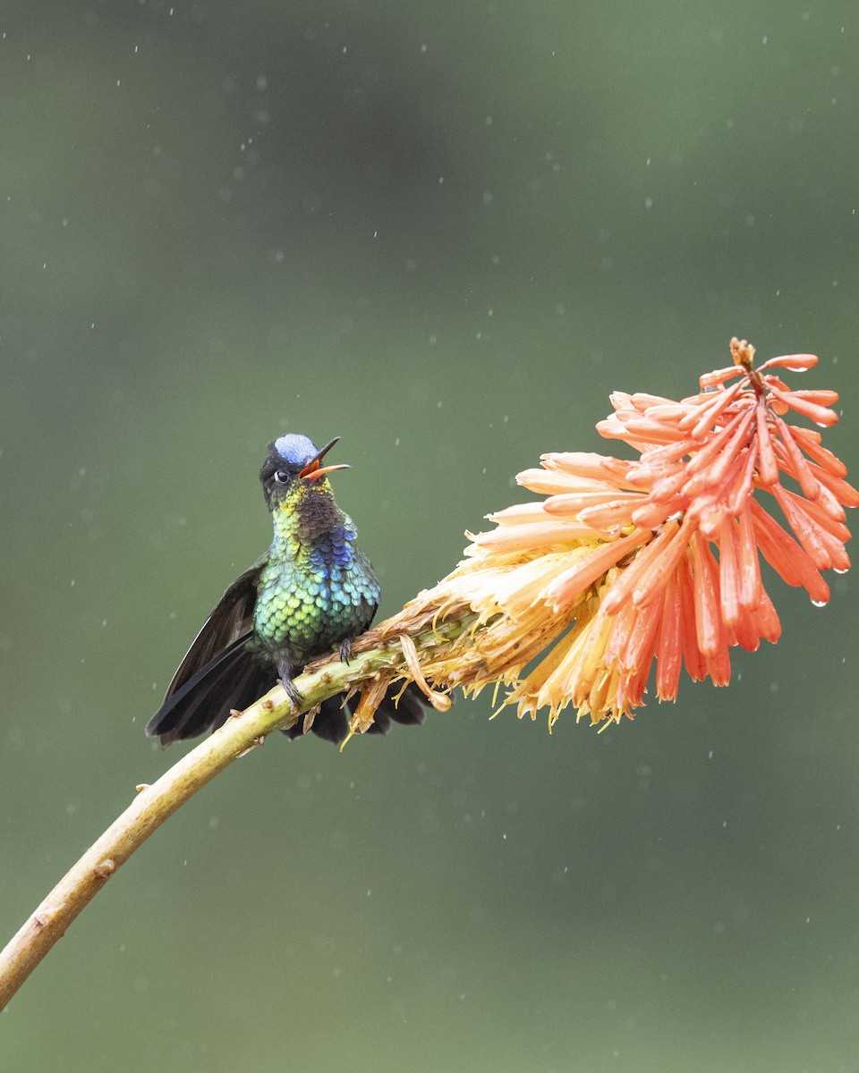 Fiery-throated Hummingbird - ML645895463