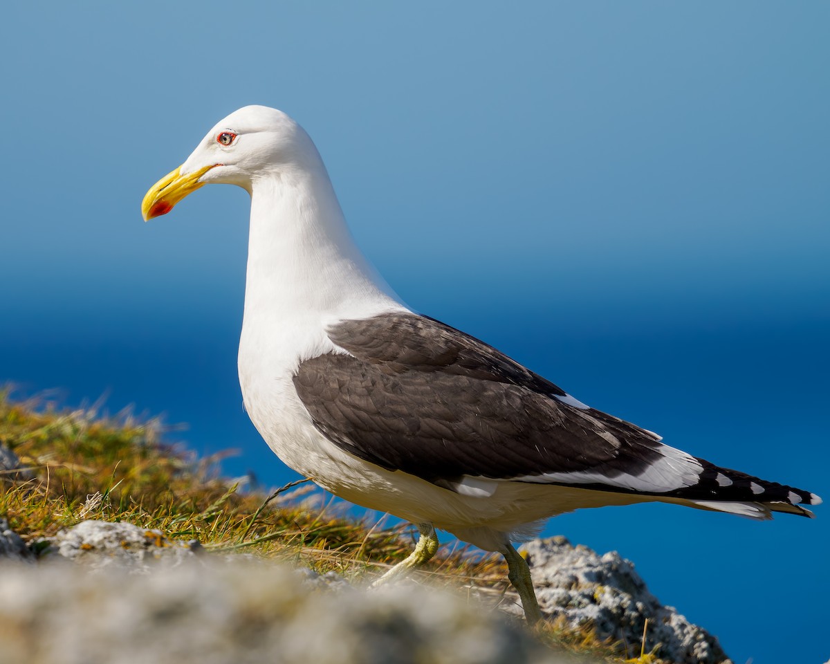 Kelp Gull - ML645895464