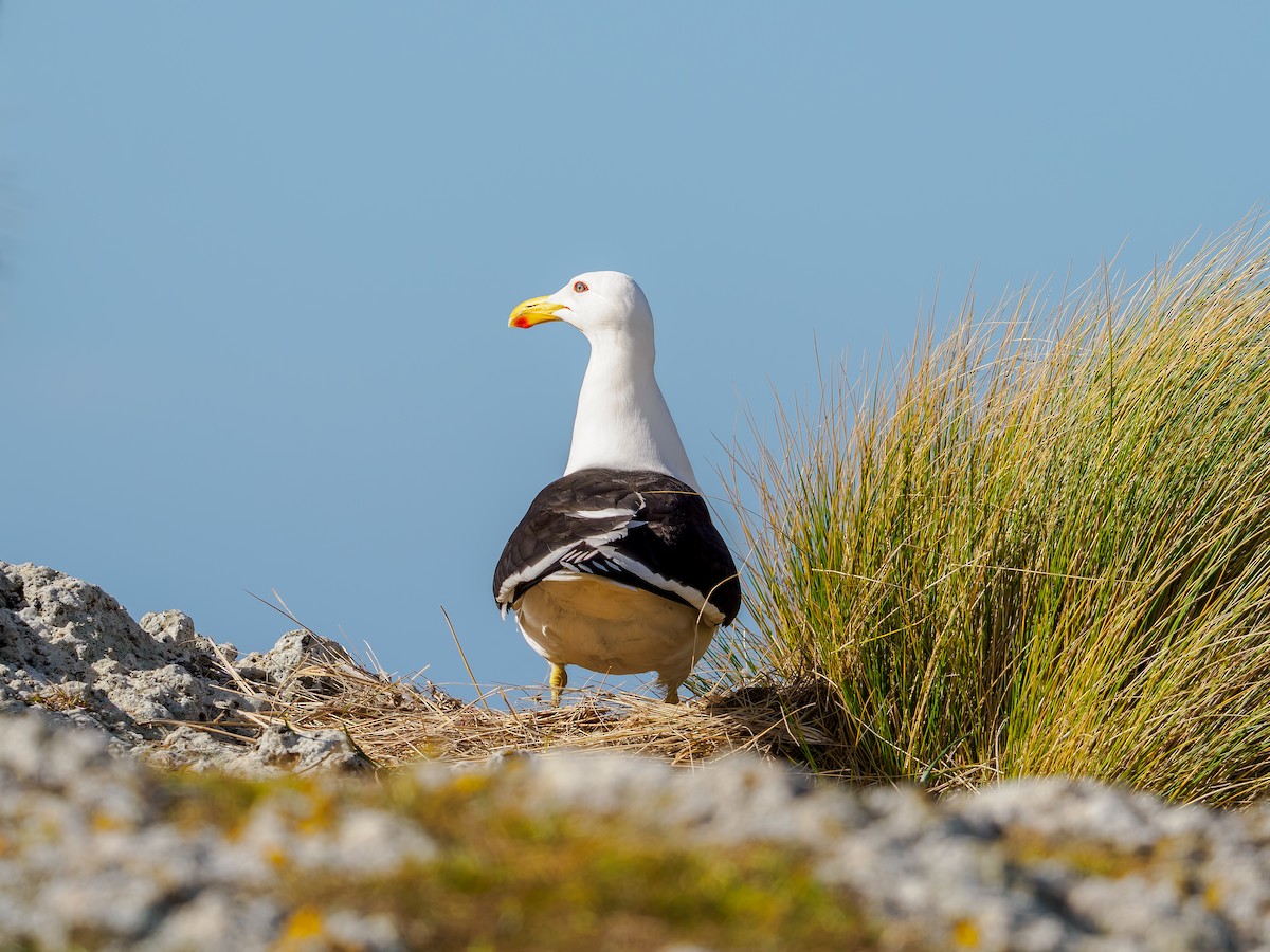 Kelp Gull - ML645895465
