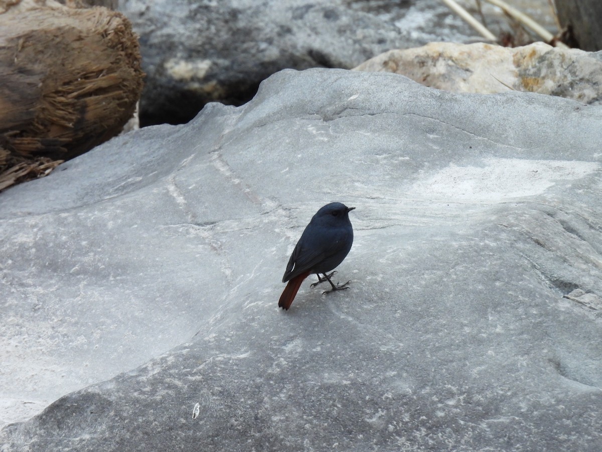 Plumbeous Redstart - ML645895466