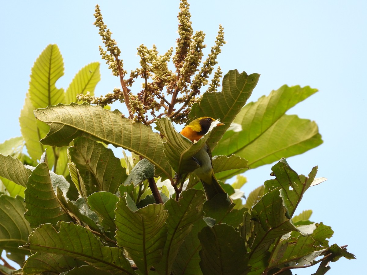 Guira Tanager - ML645895467