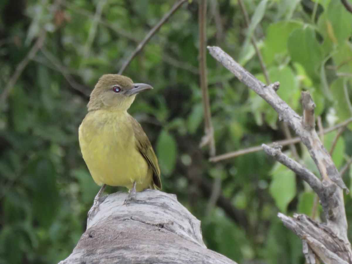 Yellow-bellied Greenbul - ML645895468
