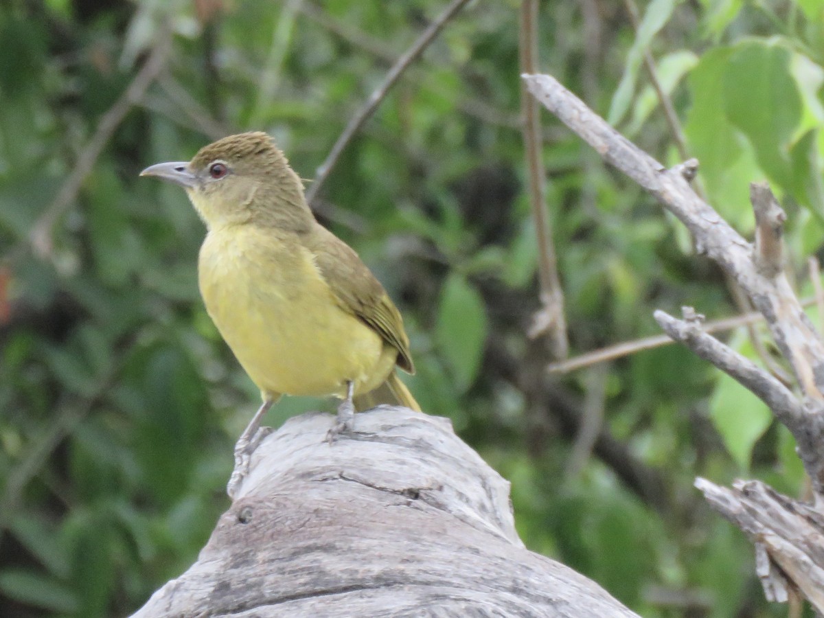 Yellow-bellied Greenbul - ML645895469