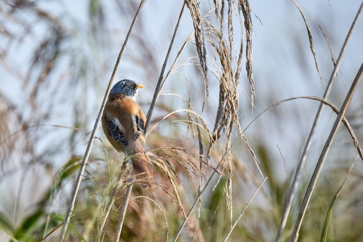 Bearded Reedling - ML645895470