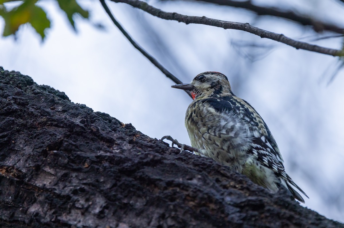 Yellow-bellied Sapsucker - ML645895471