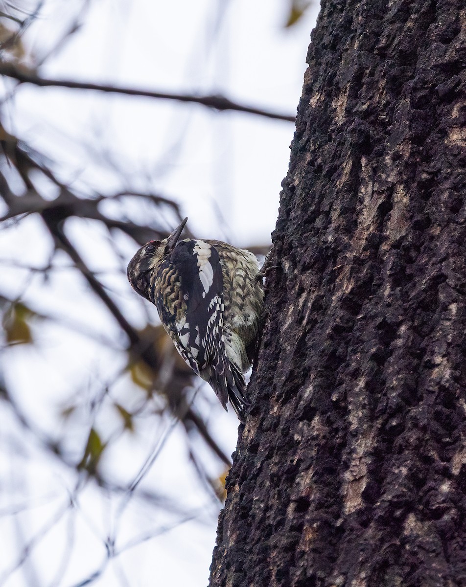 Yellow-bellied Sapsucker - ML645895472