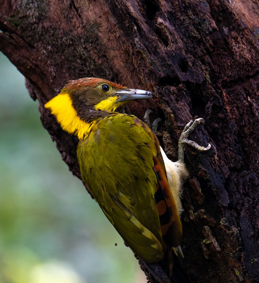 Greater Yellownape - ML645895477