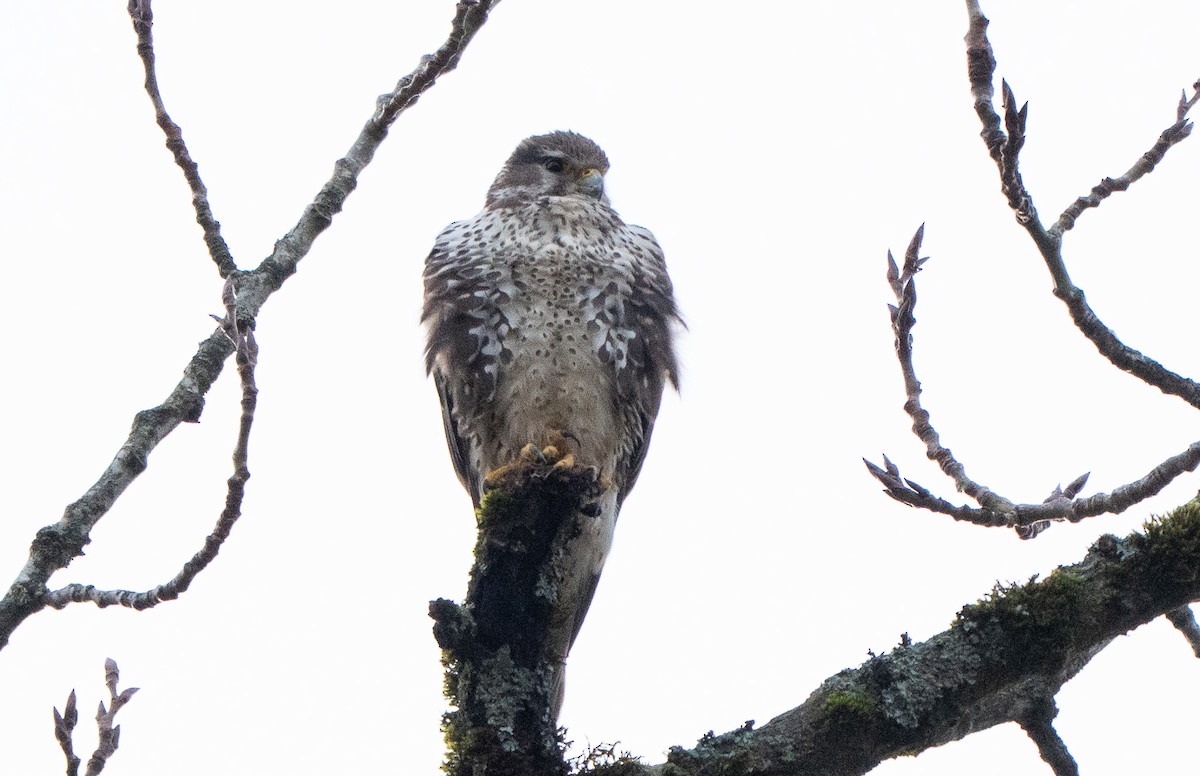 Prairie Falcon - ML645895478