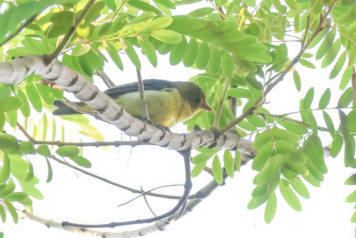 Scarlet Tanager - ML645895479